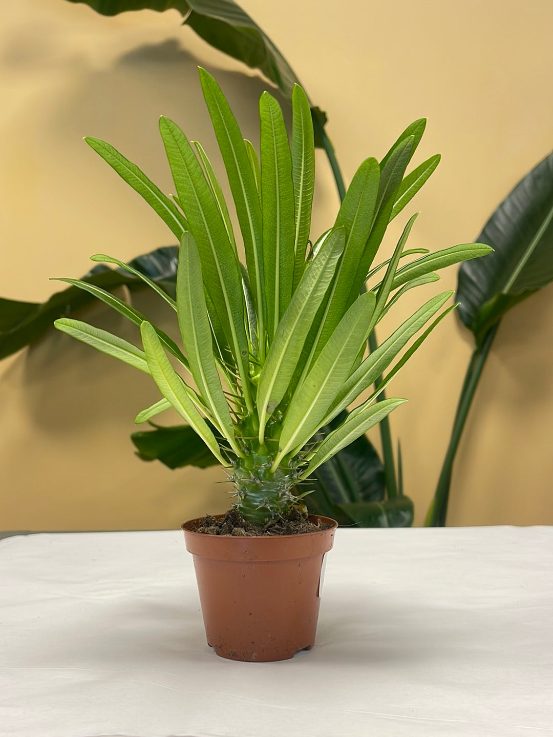 Pachypodium Lamerei
