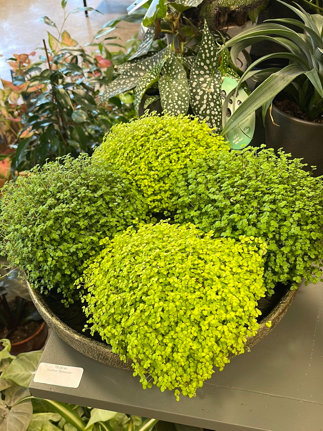 Husfred "Soleirolia"