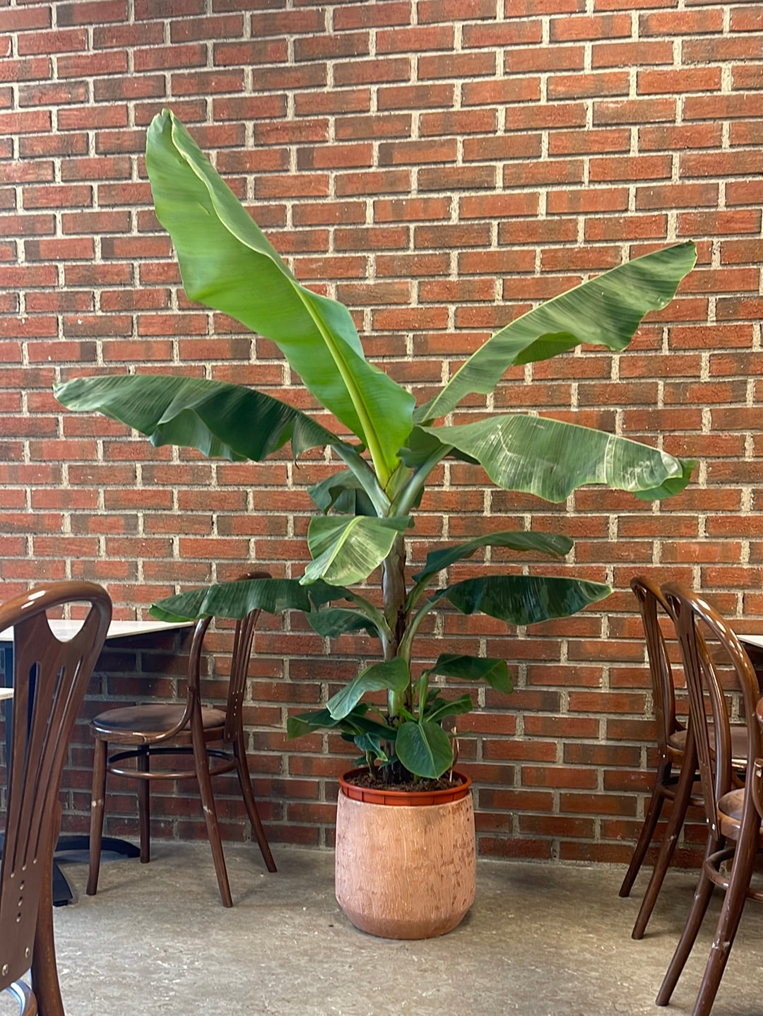 Musa dwarf cavendish H 170cm