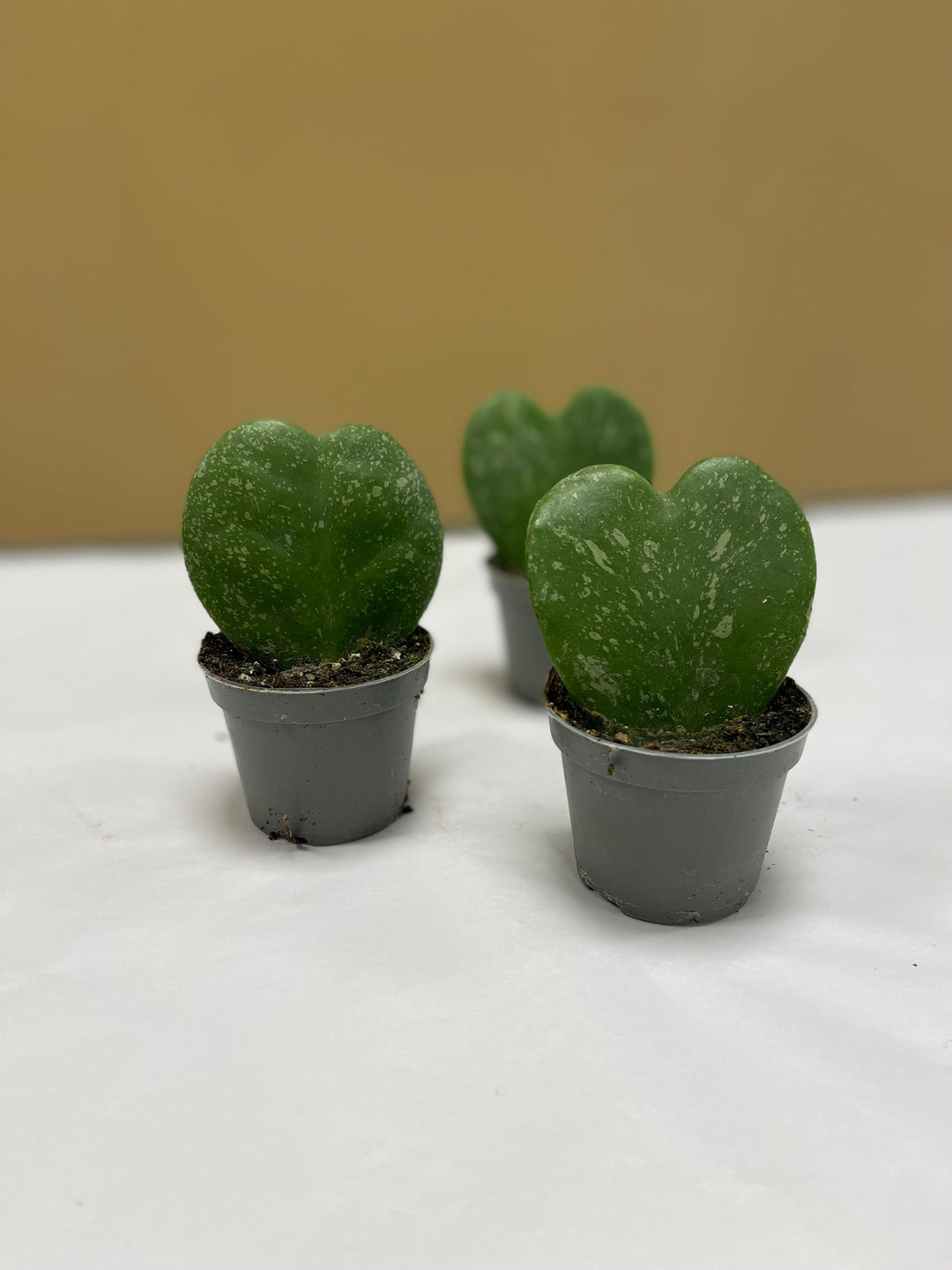 Hoya kerrii splash