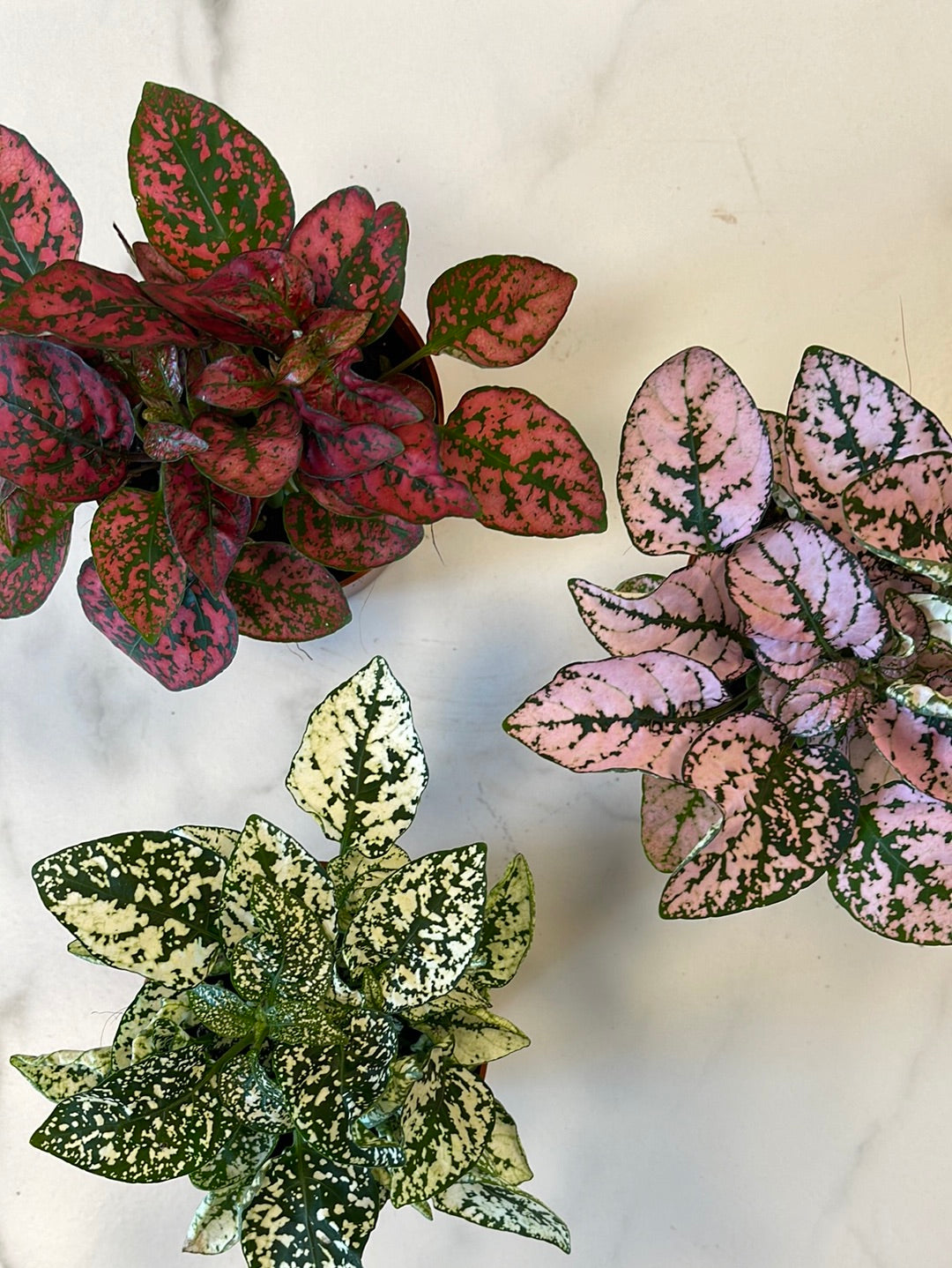 Hypoestus mix