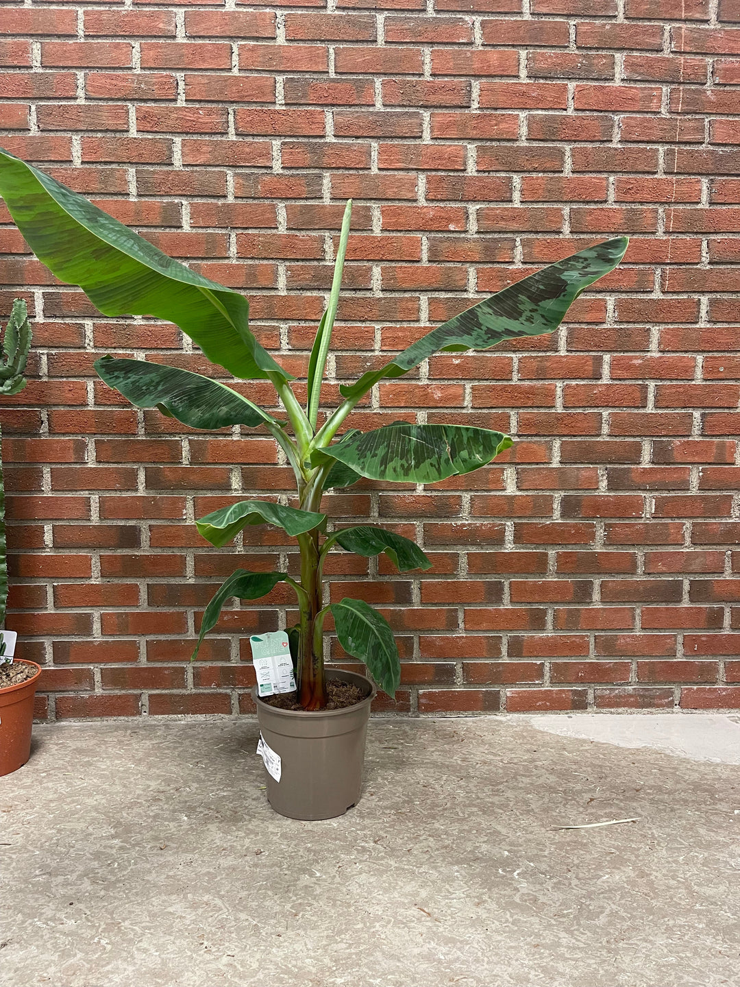 Musa dwarf cavendish 130cm