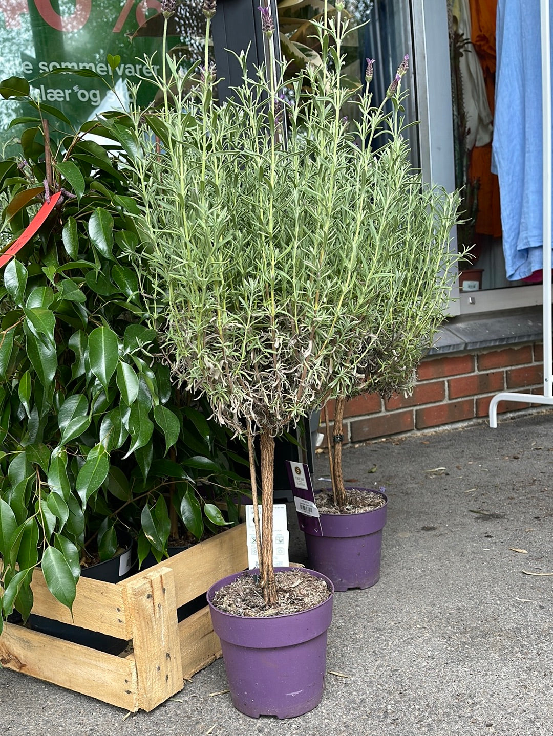 Lavendel Stam H65