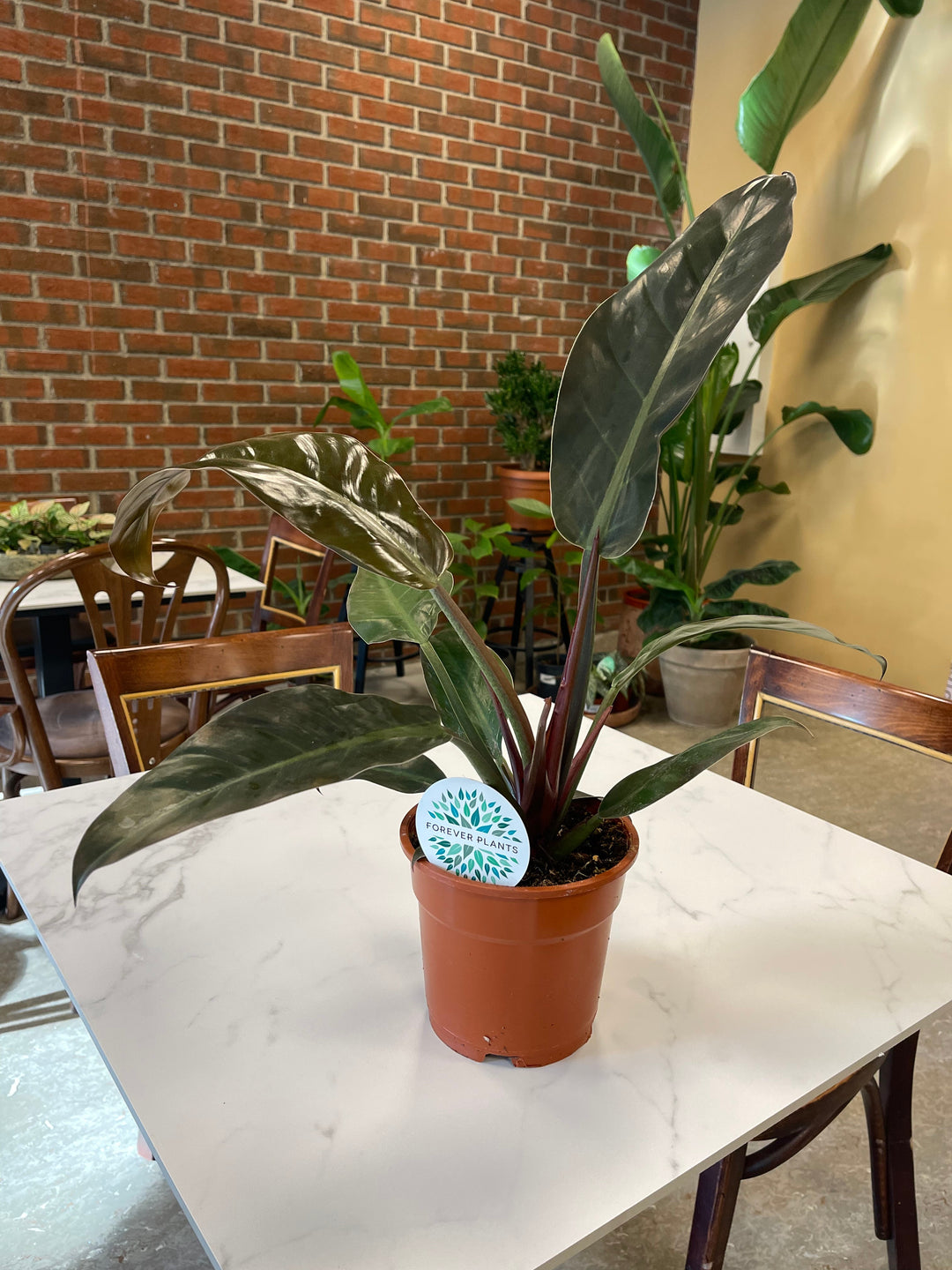 Philodendron Imperial Red