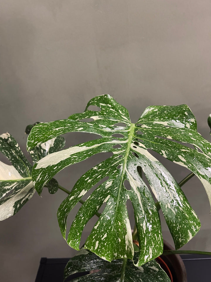 Monstera Thai Constellation 16 cm, 70 cm