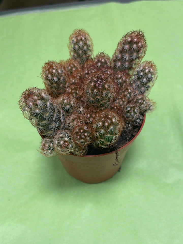 Mammillaria elongata