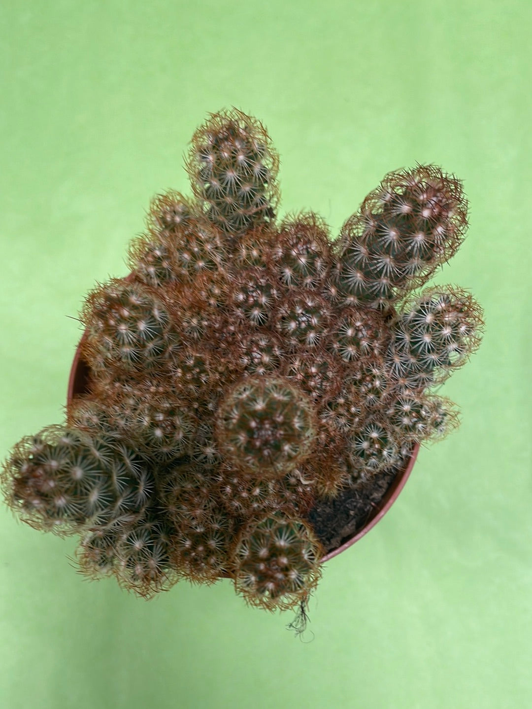 Mammillaria elongata