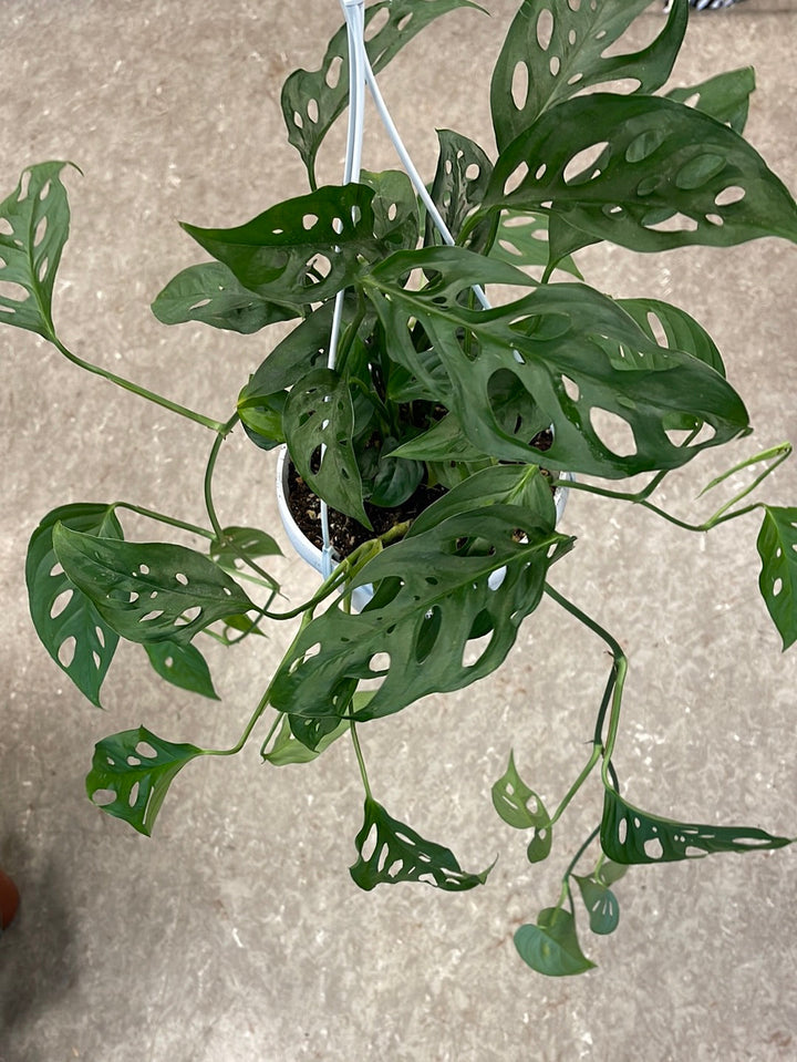 Monstera Obliqua