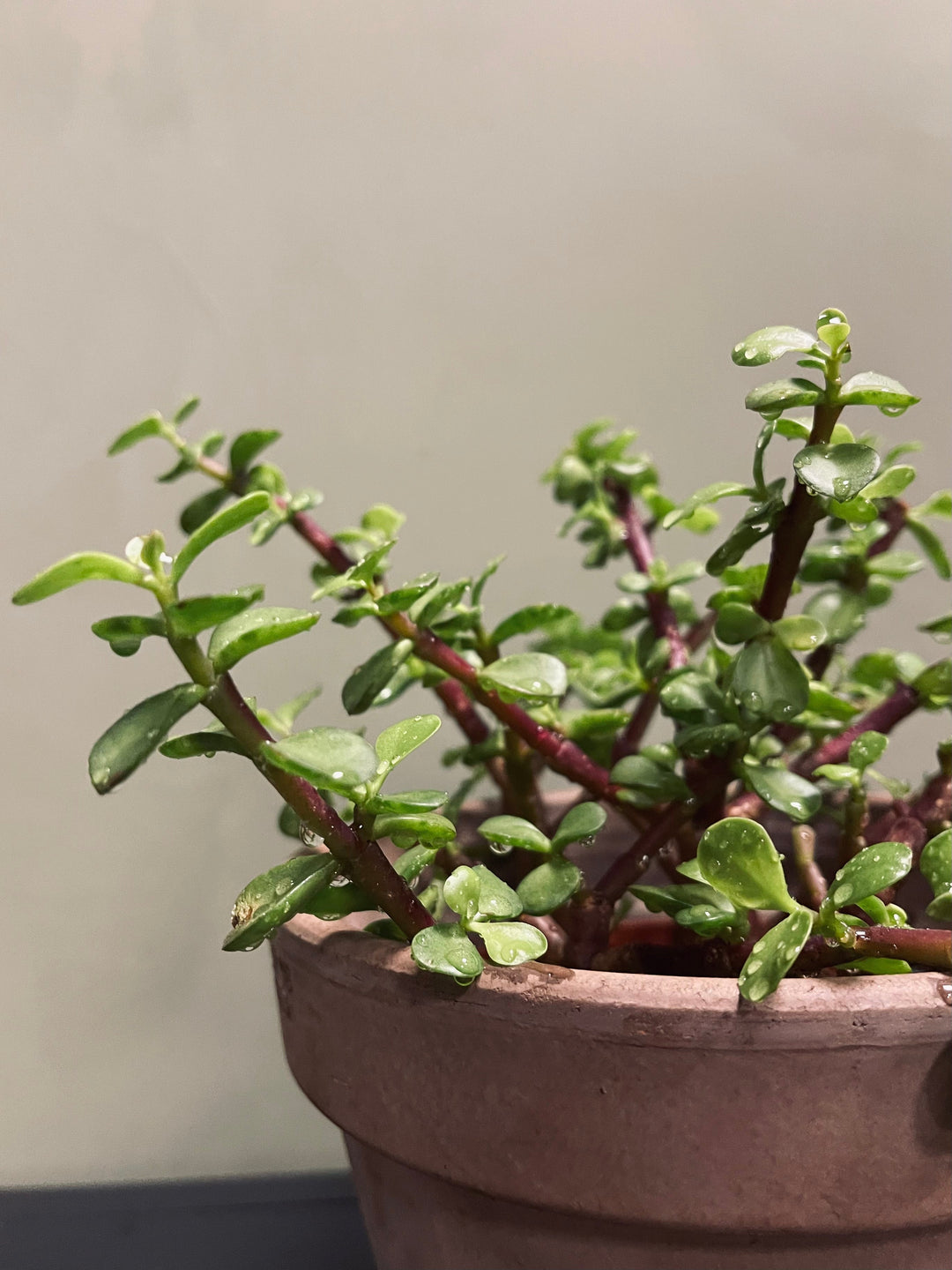 Portulaca Afra