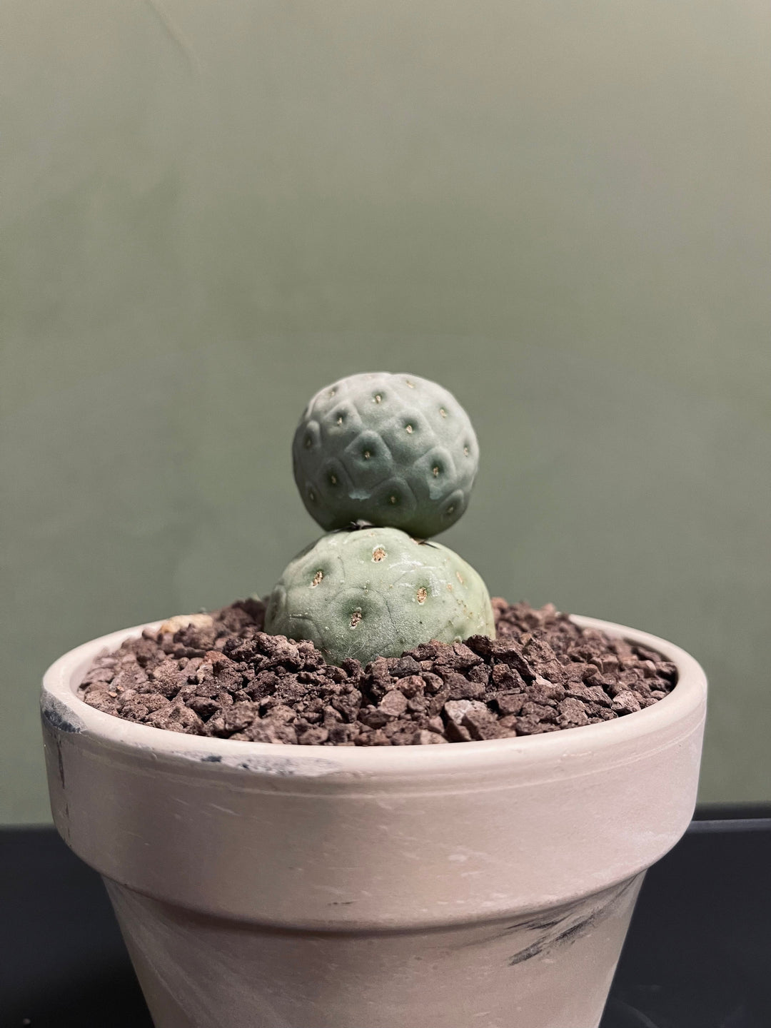 Tephrocactus Geometricus med potte