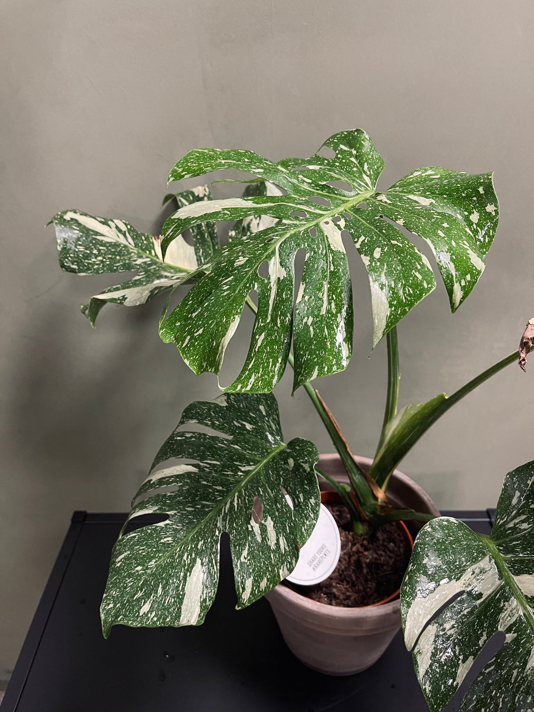 Monstera Thai Constellation 16 cm, 70 cm