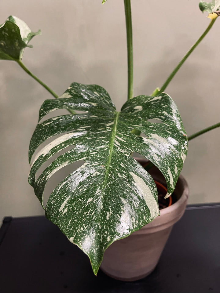 Monstera Thai Constellation 16 cm, 70 cm