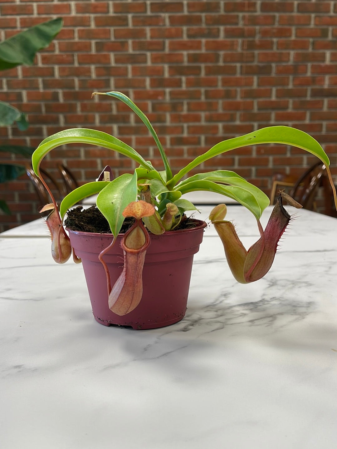 Nepenthes Alata