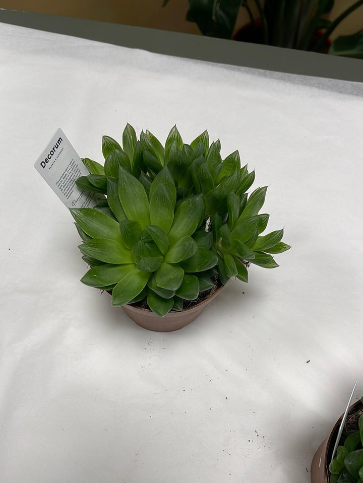 Haworthia Cooperi