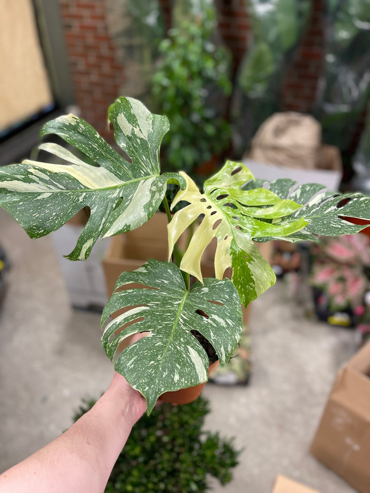 Monstera Thai Constellation 16 cm, 70 cm