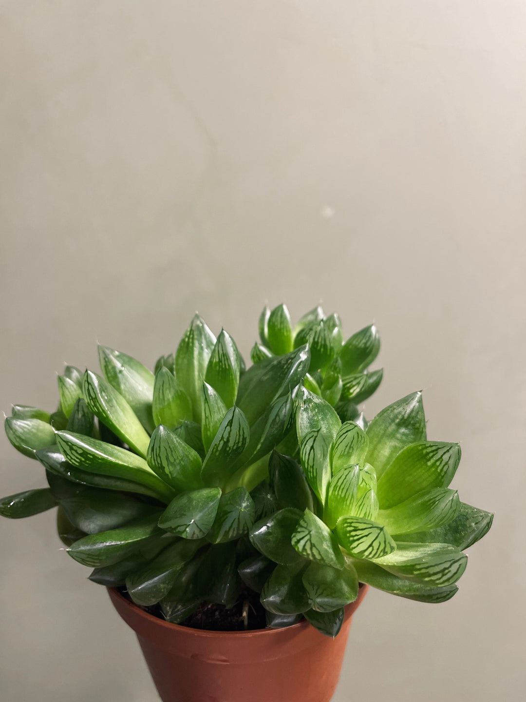 Haworthia Cooperi