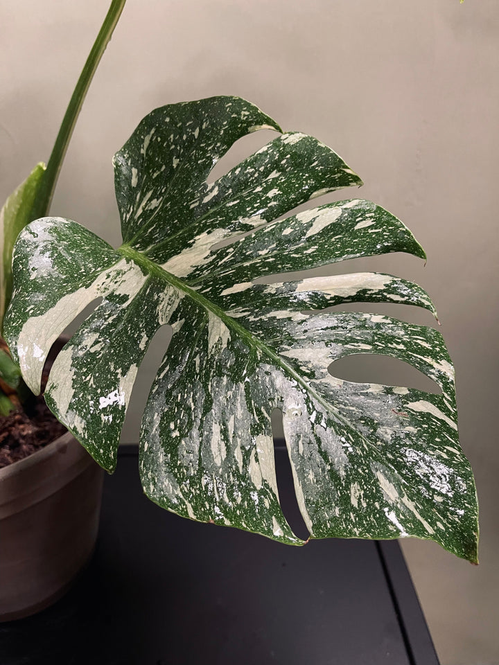 Monstera Thai Constellation 16 cm, 70 cm
