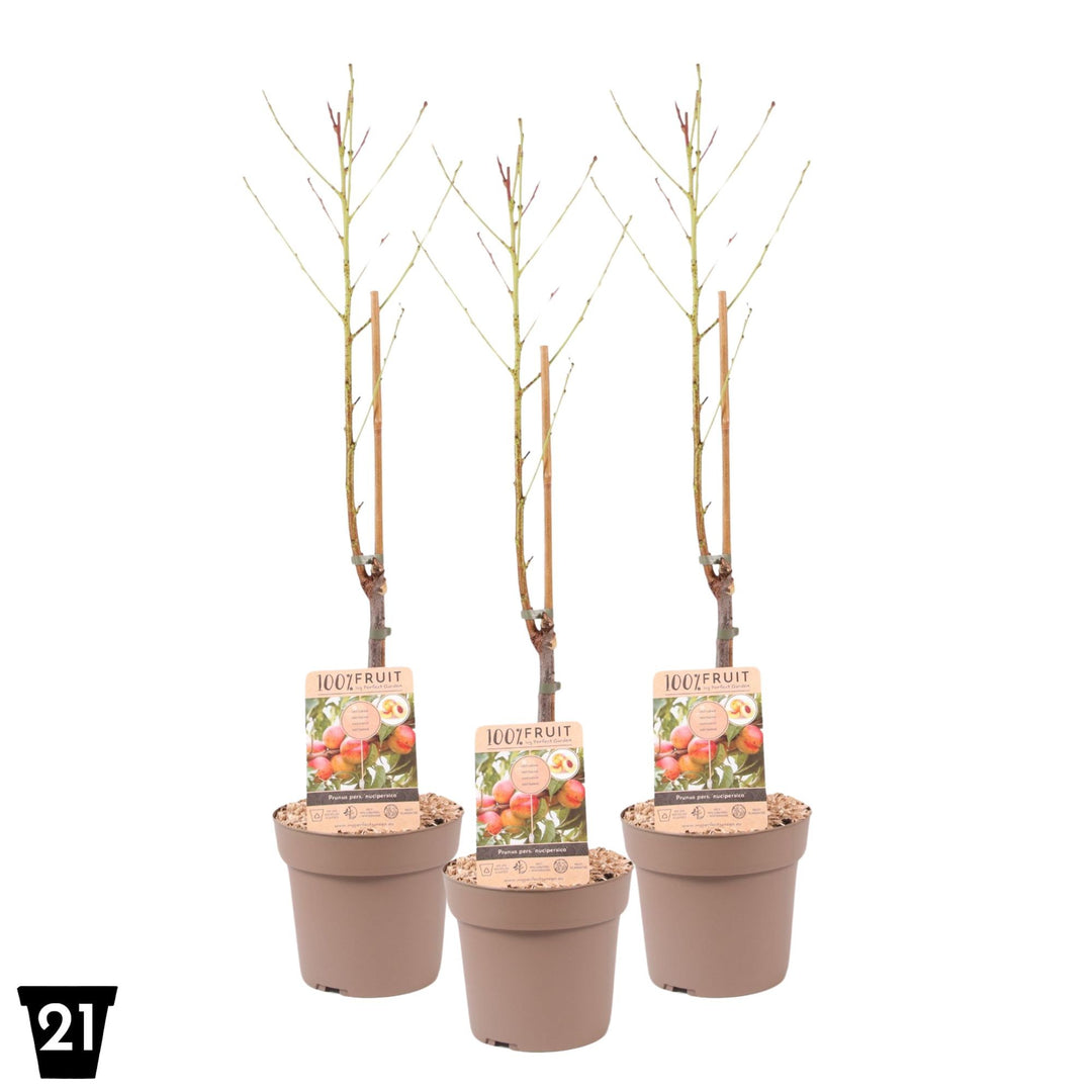 Prunus Nuc Nectarine Patioboom Frukttre