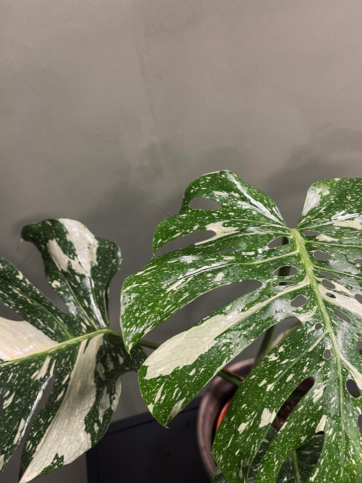 Monstera Thai Constellation 16 cm, 70 cm