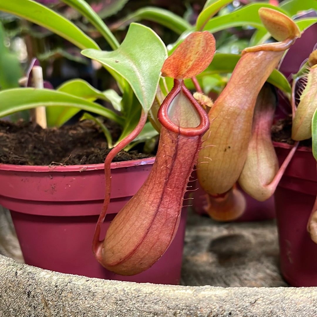 Nepenthes Alata