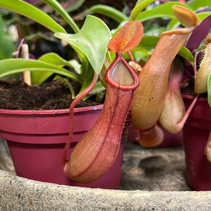 Nepenthes Alata