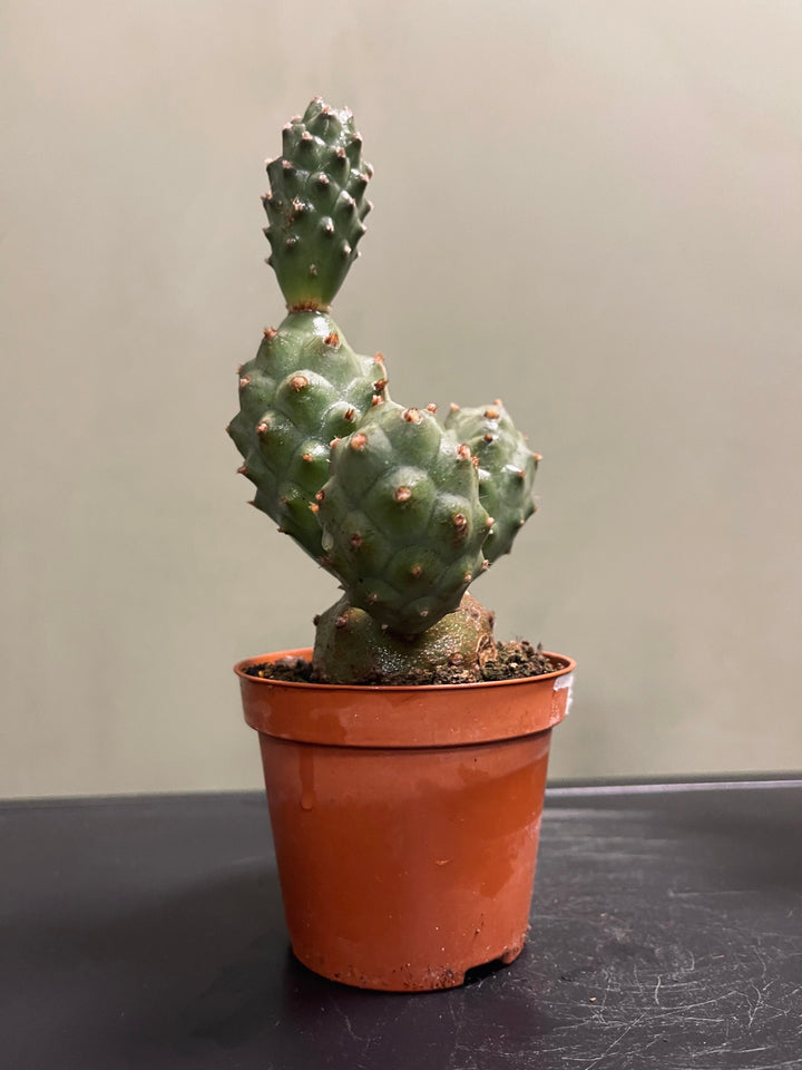 Tephrocactus Articulatus