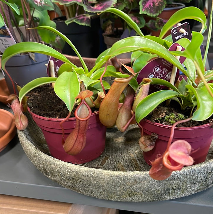 Nepenthes Alata