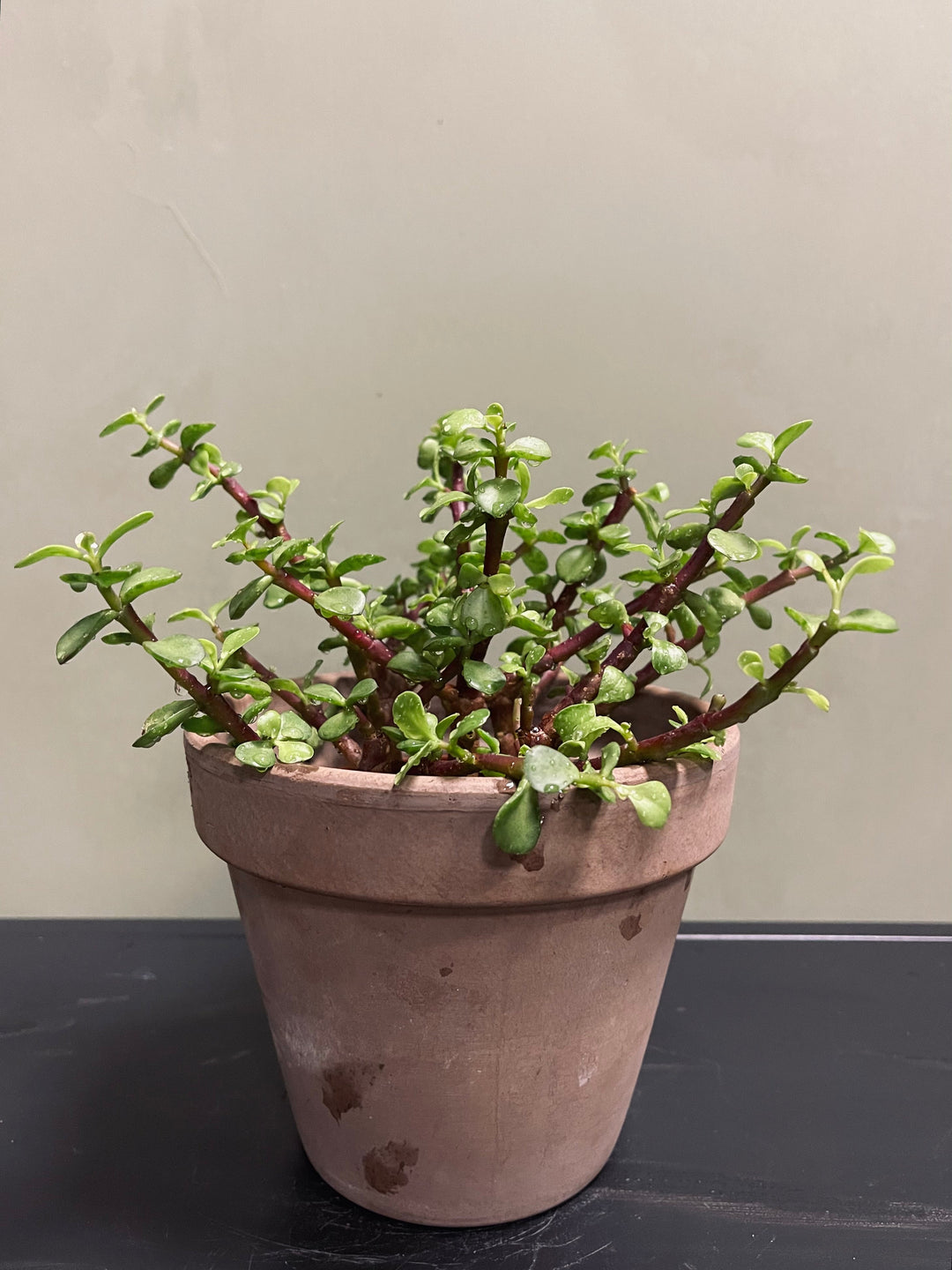 Portulaca Afra