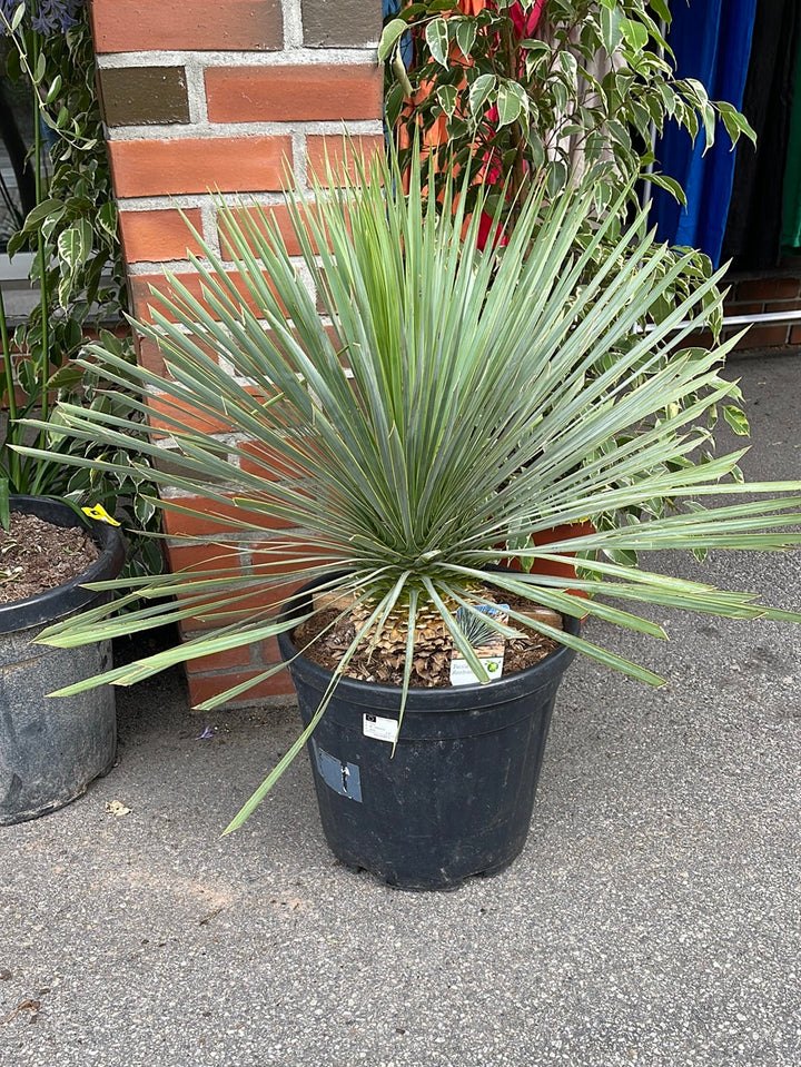 Yucca Rostrata