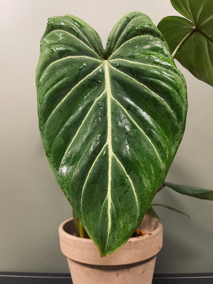 Philodendron Glorisum
