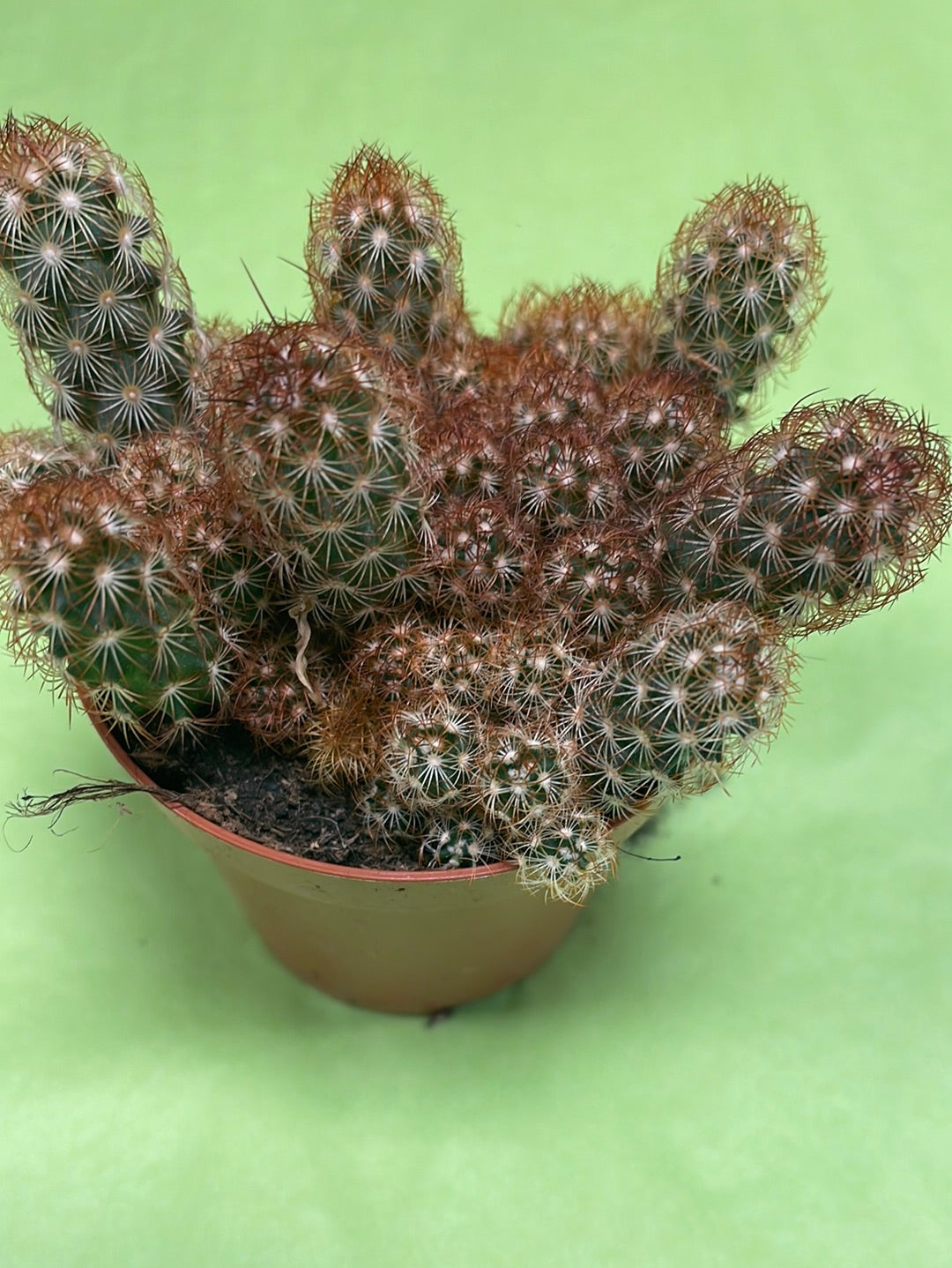 Mammillaria elongata