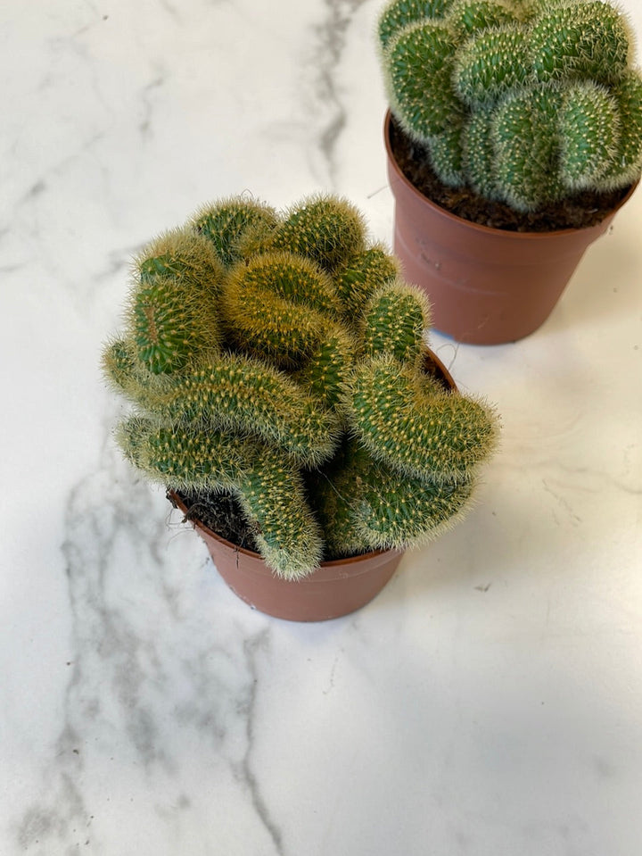 Hildewintera Aureaispina