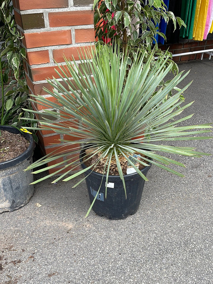 Yucca Rostrata