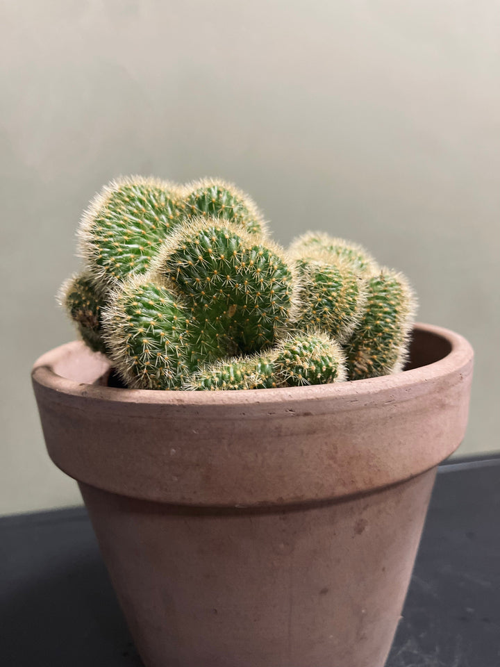 Hildewintera Aureaispina